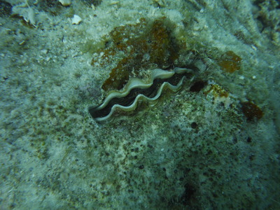 DSCF5085