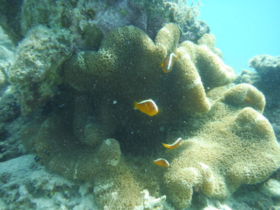 DSCF5078