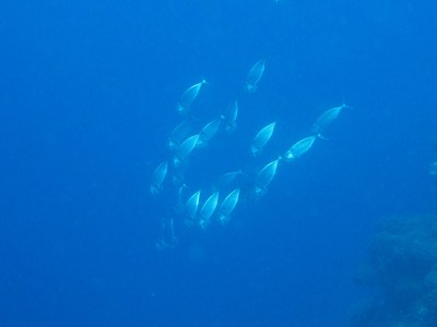 29 050
