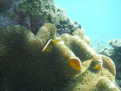 DSCF5079
