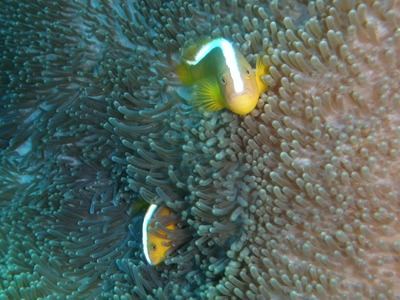 PC310037