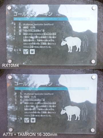 rx10m4-006