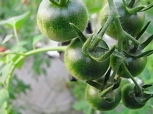 R0019286
