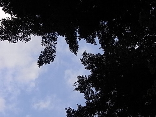 RIMG4274