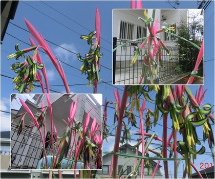 花?33