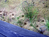 ½É14