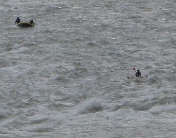 IMG_0007-2b