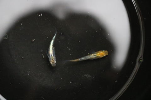 20180908175315_IMG_8523