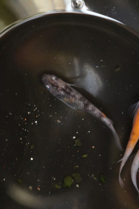 20180323172415_IMG_4053