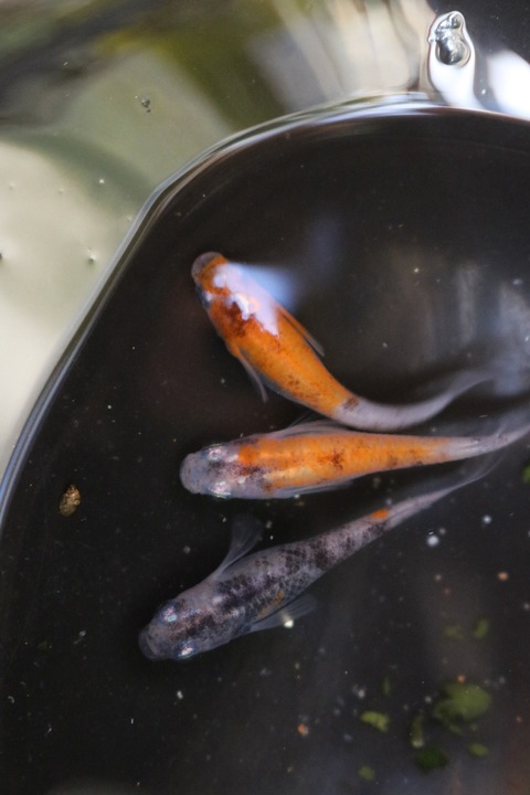 20180323172420_IMG_4054