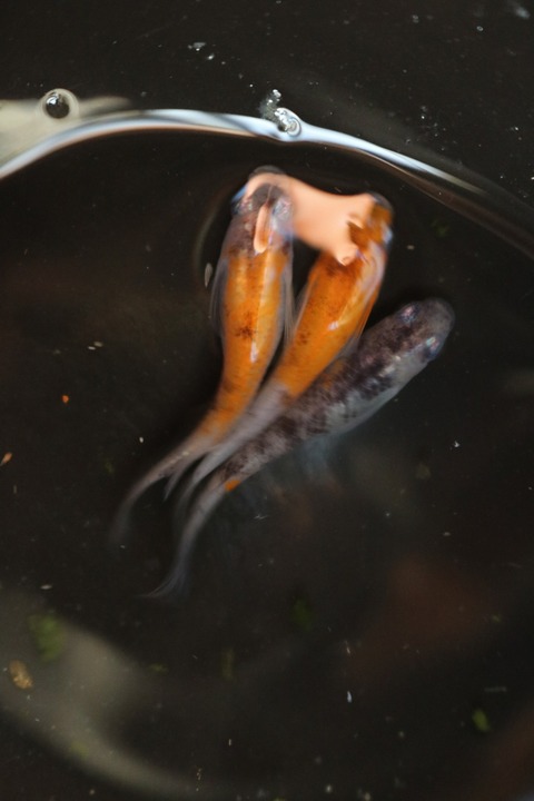 20180323172356_IMG_4050