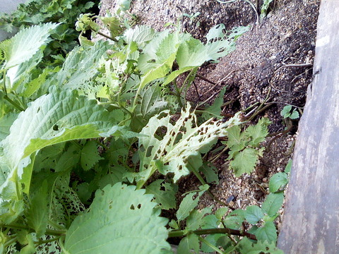 Image001