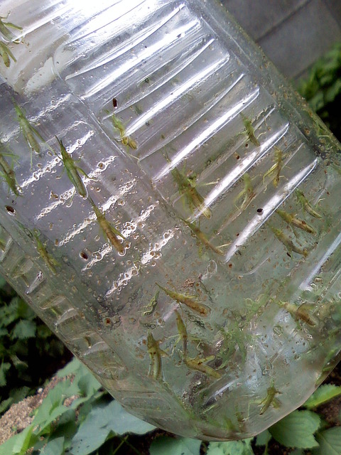 Image003