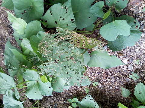 Image002