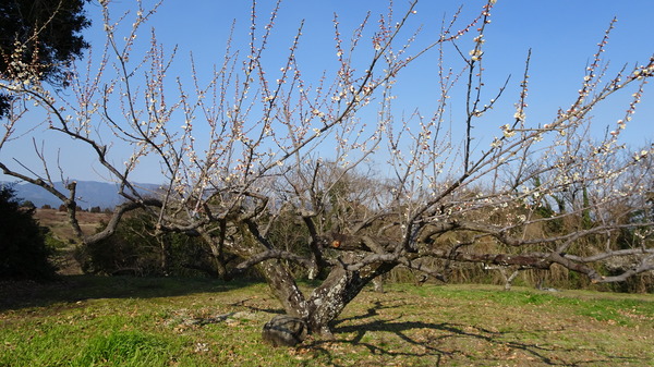 DSC00411