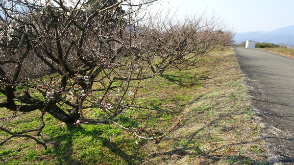 DSC00424