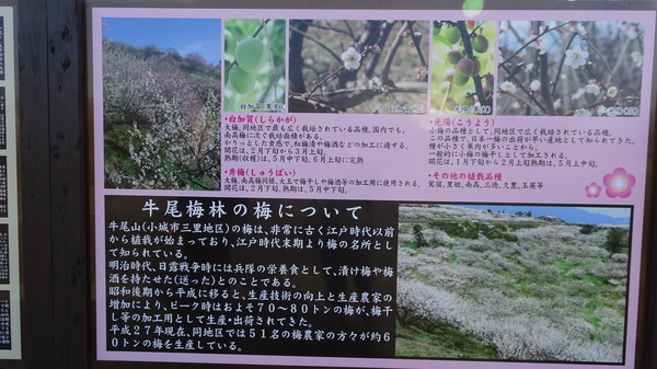 DSC00415