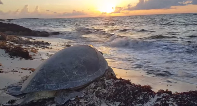 5ubhl-sea-turtle-rescue-1