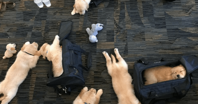 puppy-jake-foundation-770x405