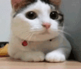afce694c.gif