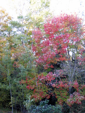 Fall 2011