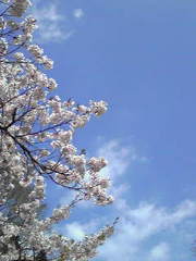sakura
