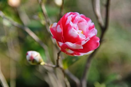 CSC_0347