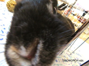 黒うさぎのクリスマス！ : SNOWDROP.n&kのサクサク日記