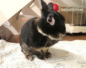 黒うさぎ、ぼうずくん！のハロウィン。 : SNOWDROP.n&kの