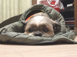 ベスト