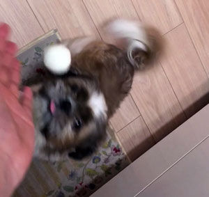 お薬おにぎり