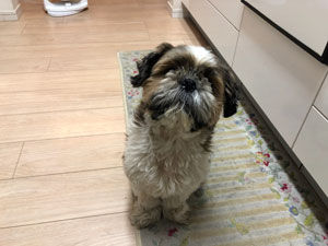 ボサ