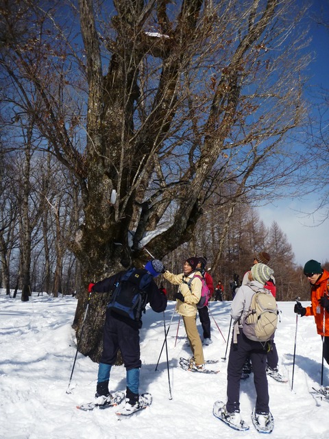冬のコンダクターガイド風景