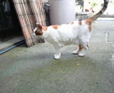 シロちゃん、尻尾がピ～ン！