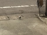 ととちゃんが飛ぶ!