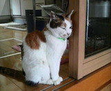 シロちゃんは、ちょこんと。