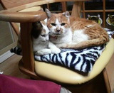 ミミちゃんとシロちゃんはくっついて。