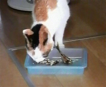H.24.05.30 今日もシロちゃんは美味しそうに秋刀魚を食べました