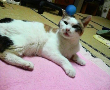 H.24.05.09病院から帰ってきたシロちゃんです。
