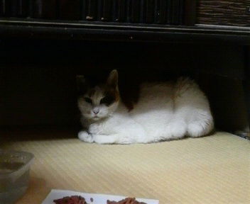 H.24.06.09 動物病院へ行く前のシロちゃんです
