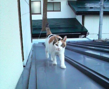 屋根の上で楽しく遊んでいます。
