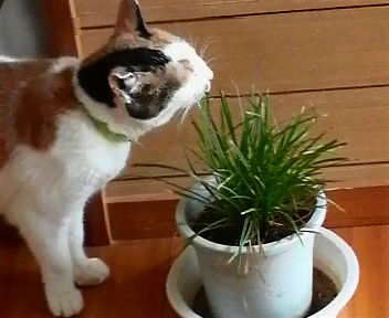 猫草を食べています。