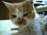 2008.03.30ミミちゃん1