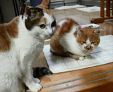 ミミちゃんとシロちゃん。