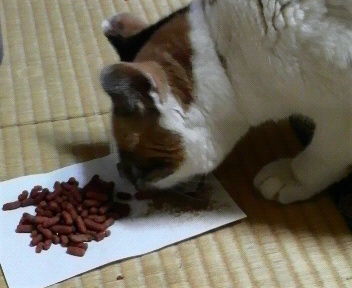 ���������ϡ��ޥ����Ӥ��Ӥ�Ƥ��ޤ���