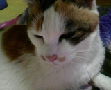 かわいいシロちゃん