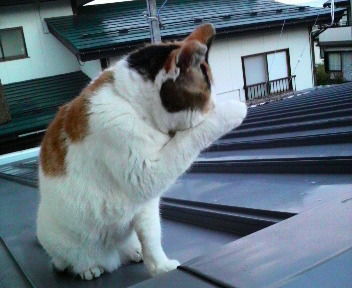 明日は、天気がいいみたいです。
