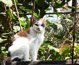 シロちゃんは、外で遊んでいます。