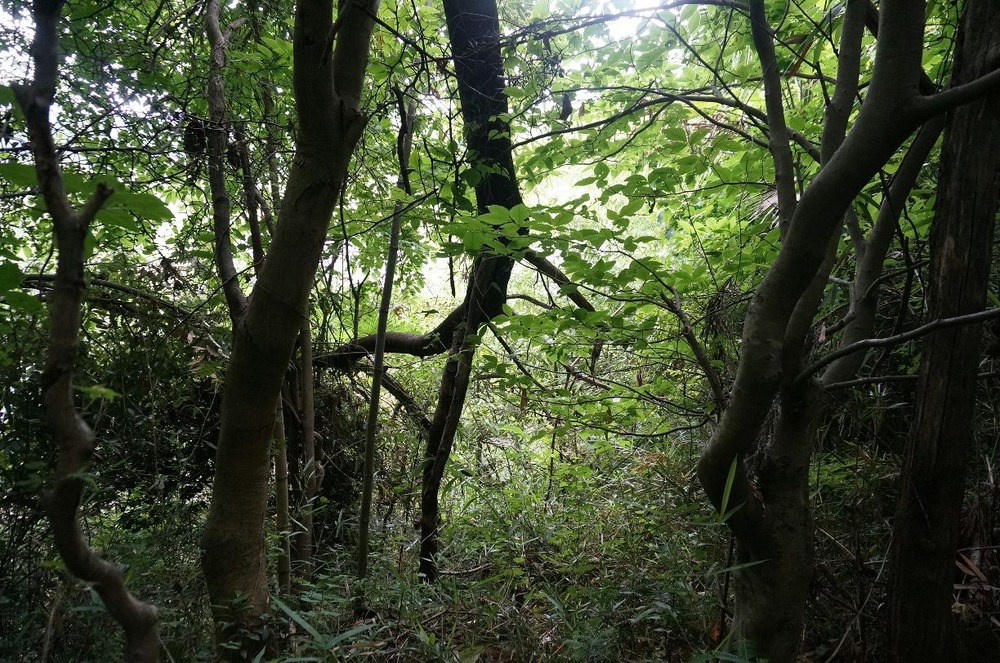 裏山手入れ前