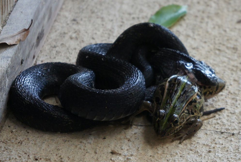 黒蛇の食事１